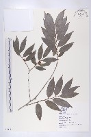 軟毛柿藏品圖，第1張