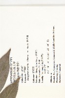 軟毛柿藏品圖，第2張