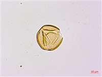 望江南藏品圖，第2張