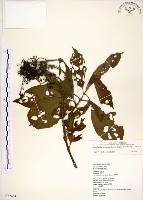 水金京藏品圖，第1張