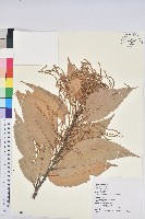 印度苦櫧藏品圖，第1張