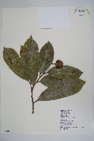 巴西番荔枝藏品圖，第1張