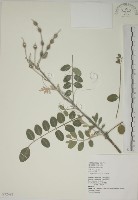 毛苦參藏品圖，第1張