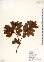 青楊梅藏品圖，第1張