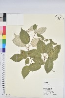 裡白巴豆藏品圖，第1張