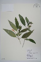 長花九頭獅子草、山藍藏品圖，第1張