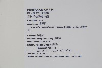 長花九頭獅子草、山藍藏品圖，第2張