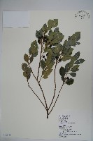 倒卵葉冬青、金平氏冬青藏品圖，第1張