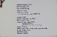 倒卵葉冬青、金平氏冬青藏品圖，第2張