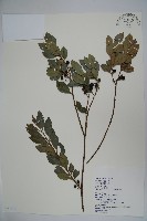 倒卵葉冬青、金平氏冬青藏品圖，第1張