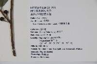 倒卵葉冬青、金平氏冬青藏品圖，第2張