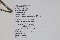 臺灣赤楊、臺灣榿木藏品圖，第2張