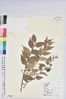 白珠樹藏品圖，第1張