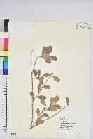 凹葉越橘藏品圖，第1張