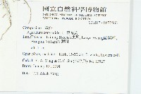 母丁香藏品圖，第2張