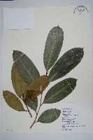 巴西番荔枝藏品圖，第1張