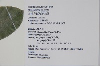 巴西番荔枝藏品圖，第2張