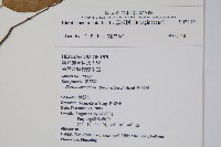 厚殼樹藏品圖，第2張