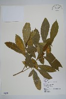 南洋馬蹄花藏品圖，第1張