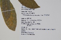 南洋馬蹄花藏品圖，第2張