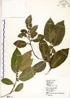 菲律賓榕藏品圖，第1張