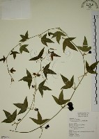 三角葉西番蓮藏品圖，第1張