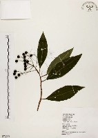 黑星紫金牛藏品圖，第1張