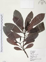 九節木、牛屎烏、青龍吐霧藏品圖，第1張