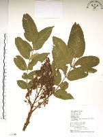 羅氏鹽膚木藏品圖，第1張