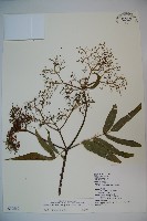 冇骨消藏品圖，第1張