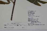 冇骨消藏品圖，第2張