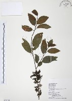 台灣山桂花藏品圖，第1張