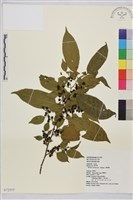 桶鉤藤藏品圖，第1張