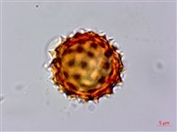 霍香薊藏品圖，第3張