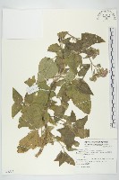 紫花霍香薊藏品圖，第1張