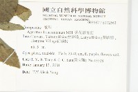 紫花霍香薊藏品圖，第5張