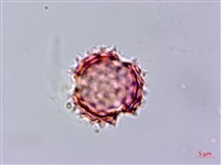 紫花霍香薊藏品圖，第2張