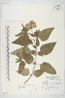 台灣澤蘭藏品圖，第1張