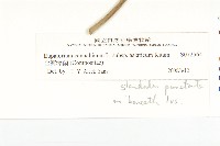 台灣澤蘭藏品圖，第3張