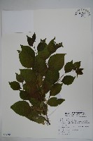 草野氏冬青藏品圖，第1張