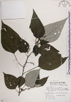 落尾麻藏品圖，第1張