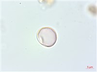 落尾麻藏品圖，第2張