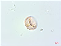 落尾麻藏品圖，第3張