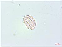 落尾麻藏品圖，第4張