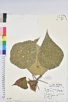 血桐藏品圖，第1張