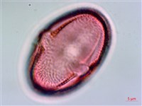 垂桉草藏品圖，第2張