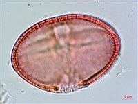 垂桉草藏品圖，第3張