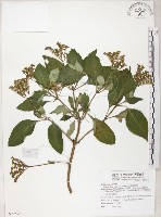 小花蛇根草藏品圖，第1張