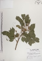 蘭嶼樹蘭藏品圖，第1張