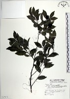 蘭嶼柿藏品圖，第1張